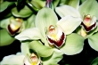 Orchidek I.
