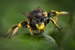 Levélvágó méh