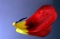 Tulipn-rszlet