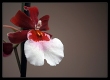 Orchidea-klnlegessg