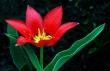 Klasszikus tulipn