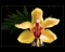 srga orchidea