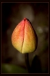 A tulip 2