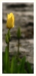 Tulipnom