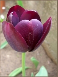 lila tulipnom