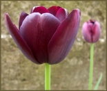 Kt lila tulipnom