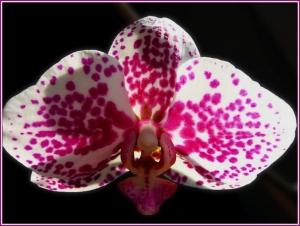Phalaenopsis bord leoprdmintsan