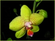 Phalaenopsis ms sznben