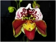 Orchidem