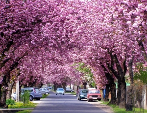 Tavasz utca