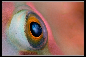 papagjhal-szem