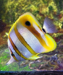 Aranyozott hal