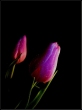 tulipol