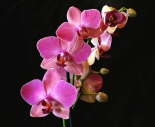  Orchidea  valentin naprl...