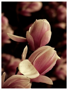 Magnolia - Liliomfa 