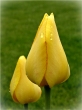 Tulipnok