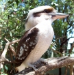 Kookaburra (aus. madr)