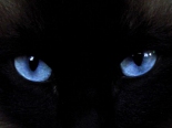 Macska szemek