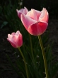 tulipnos