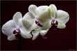 Orchidek, fehr orchidek....